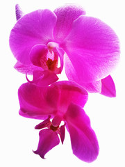 pink Orchid flower. Isolated pink Orchid flower on white background