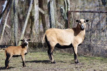 Mutterschaf mit Lamm auf einem Bauernhof
