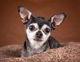 cute apple head chihuahua on a soft brown pet bed in a home environment