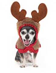 cute chihuahua in a reindeer costume isolated on a clean white background in studio shot licking his nose with a wet pink tongue