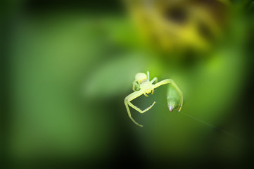 Spider weaving a web