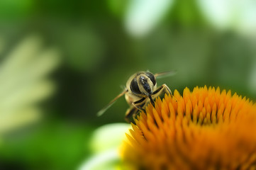 honey bee feeding on flower