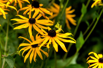 Rudbeckia fulgida. Cultivated flower. A flower of the brilliant coneflower growing in a summer garden.
