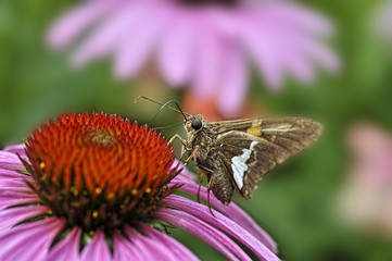 Moth on flower