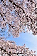 Cherry blossom in spring