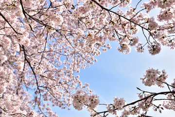 Cherry blossom in spring