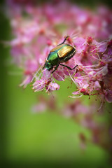 Japanese Beetle feeding on plant