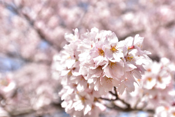 Obraz premium Cherry blossom in spring