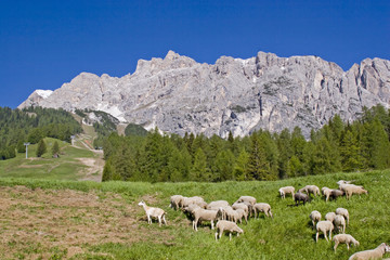 Fototapeta premium Schafherde in den Dolomiten