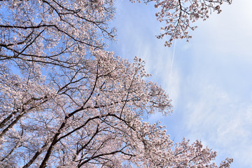 Cherry blossom in spring