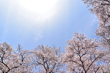 Naklejka premium Cherry blossom in spring