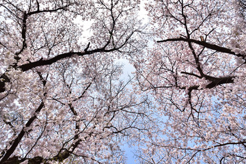 Cherry blossom in spring