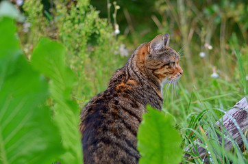 Tabby cat sitting in the high green grass, side view. Cat outdoors
