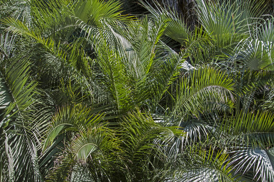 Hintergrund Palmblätter