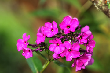 The flower of a red phlox growing in a summer garden.