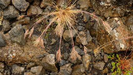 A dry yellow grass on the rocks