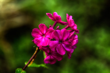 Fototapeta premium The flower of a pink phlox growing in a summer garden.