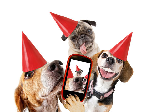 cute beaglecute beagle looking at the camera while taking a selfie with another beagle and a pug with birthday hats on isolated white background studio shot