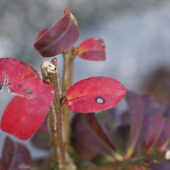 Leaf spot disease on Euonymus alatus Compactus - obrazy, fototapety, plakaty
