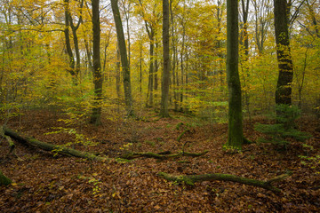 Herbstlicher Wald
