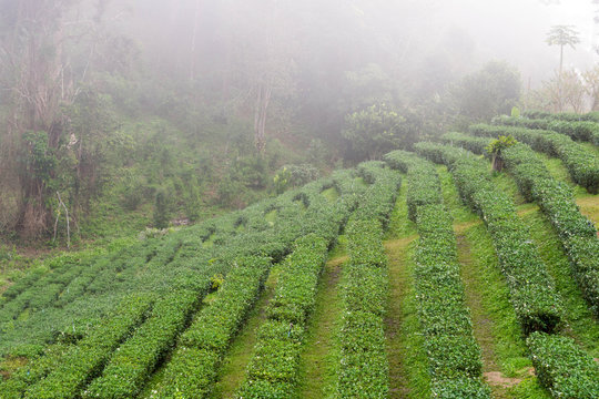Green Tea Plantation