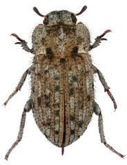 Leichenum canaliculatum is a species of beetle in the family Tenebrionidae, the darkling beetles. Isolated on a white background.