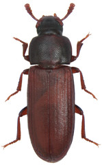 The red flour beetle Tribolium castaneum on oatmeal. It is a worldwide pest of stored products,...