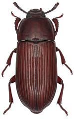 Uloma culinaris female, is a species of beetle in the family Tenebrionidae, the darkling beetles. Isolated on a white background