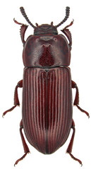 Uloma culinaris male, is a species of beetle in the family Tenebrionidae, the darkling beetles. Isolated on a white background