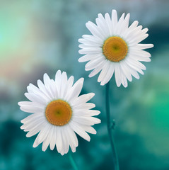 Naklejka premium white chamomile in nature