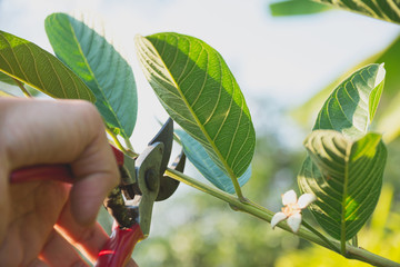 Gardener pruning trees with pruning shears on nature background.