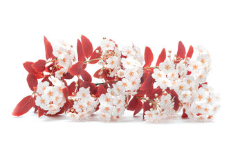 cherry twig in bloom isolated