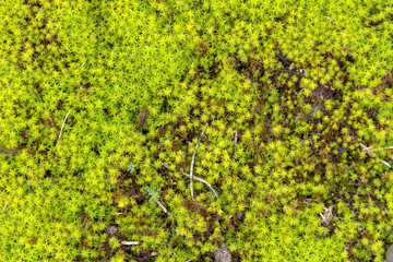 Obraz premium twisted moss detail