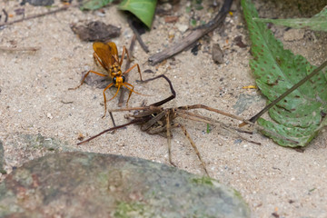 Big orange wasp and killed spider in tropical forest