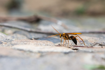 Big orange wasp in tropical forest on island of Hainan