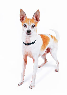 cute fox or rat terrier chihuahua mix in a studio shot on an isolated white background