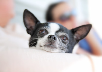 cute chihuahua being held in her owner's arms while looking at the camera