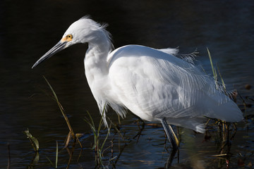 Snowy Egret