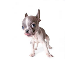 photo of a cute french bulldog puppy licking his nose studio shot on an isolated white background