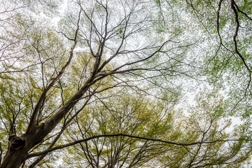 tree branch and full green leaf