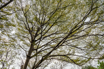 tree branch and full green leaf