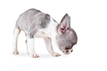 photo of a cute french bulldog puppy studio shot on an isolated white background