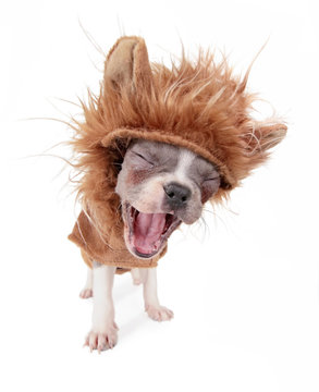 photo of a cute french bulldog puppy in a lion costume yawning or barking studio shot on an isolated white background