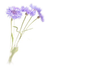 Blue cornflower. Soft focus. Made with lens-baby and macro-lens.