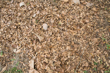 close up dry leaf background