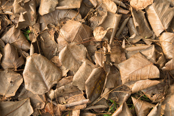 close up dry leaf background
