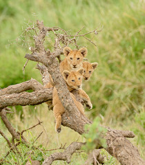 a group of lion cubs hanging out in a tree