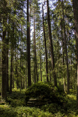 Sunshine in forest. National Park Sumava, Czech Republic.