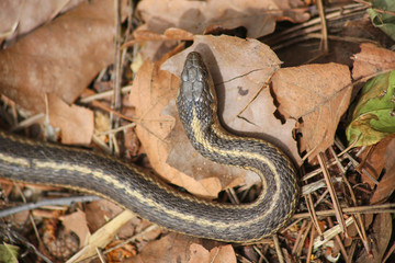 a garter snake in a pile of leaves overhead angle