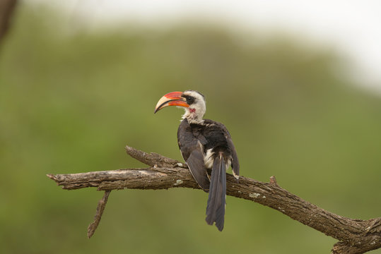 Closeup of a male Von der Decken's Hornbill found in the Serengeti